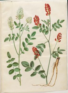 Hedysarum coronarium (rødkløver) av Hans Simon Holtzbecker