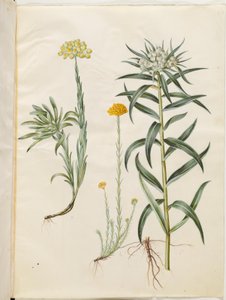 Helichrysum orientale (busk evigvarende); Helichrysum Stoechas (stinkende evigvarende blomst); Anaphalis margaritacea (vanlig perlekurv) av Hans Simon Holtzbecker
