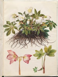 Helleborus niger (vanlig julerose)