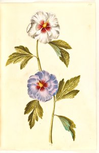 Hibiscus syriacus (syrisk rose) av Hans Simon Holtzbecker