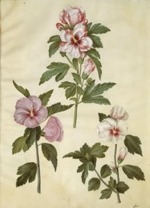 Hibiscus syriacus (syrisk rose) av Hans Simon Holtzbecker