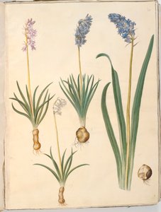 Hyacinthoides non-scripta (vanlig klokkeblomst); Hyacinthoides hispanica (spansk klokkeblomst) av Hans Simon Holtzbecker