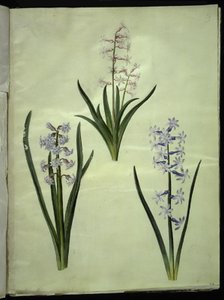 Orientalsk hyacint (Almindelig hyacinth) av Hans Simon Holtzbecker
