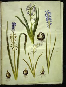 Orientalsk hyasint (almindelig hyacint); Muscari comosum (duskhyacint); Brimeura amethystina (pyreneisk blå) av Hans Simon Holtzbecker