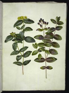 Hypericum androsaemum (Johannesurt av bær) av Hans Simon Holtzbecker