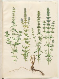 Hyssopus officinalis (ekte isop) av Hans Simon Holtzbecker