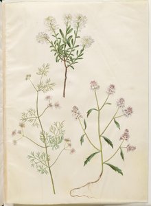 Iberis sempervirens (snøpute); Coriandrum sativum (vanlig koriander); Iberis amara (bitter bueblomst) av Hans Simon Holtzbecker