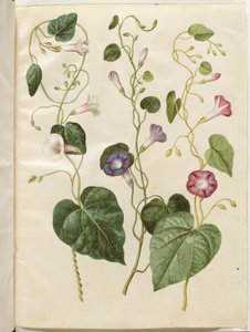 Ipomoea purpurea (purpur-pragtsnerle) av Hans Simon Holtzbecker