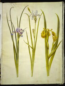 Irisgress (græsbladet iris); Sibirisk iris (sibirisk iris); Iris pseudacorus (gul iris) av Hans Simon Holtzbecker