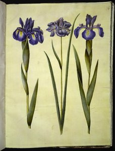 Iris latifolia (engelsk iris); Iris sibirica (sibirsk iris) av Hans Simon Holtzbecker