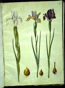 Iris latifolia (engelsk iris); Iris xiphium (spansk iris) av Hans Simon Holtzbecker
