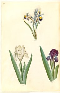 Iris persica (persisk iris); Iris lutescens eller Iris pumila (?) (dverg iris eller lav iris) av Hans Simon Holtzbecker