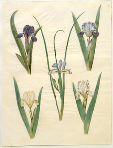Iris pumila (lav iris) eller Iris lutescens (dverg iris); Iris graminea (gressbladiris) av Hans Simon Holtzbecker