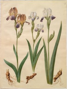 Iris ×sambucina (hylle iris); Iris ×amoena (irishybrid) av Hans Simon Holtzbecker