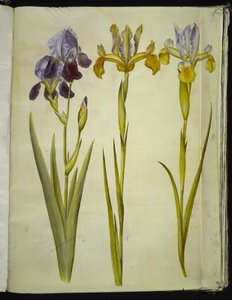 Iris ×sambucina (hylle iris); Iris latifolia (engelsk iris) av Hans Simon Holtzbecker