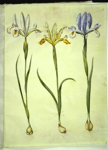 Iris xiphium (spansk iris) eller Iris latifolia (engelsk iris); Iris xiphium (spansk iris) av Hans Simon Holtzbecker