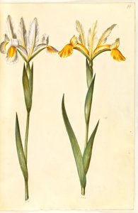 Iris xiphium, evt Iris latifolia (?) (spansk iris eller engelsk iris) av Hans Simon Holtzbecker
