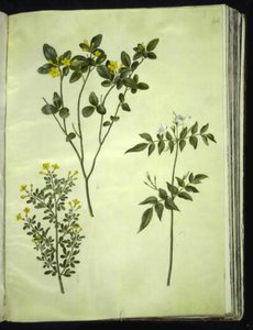 Jasminum odoratissimus (stue-jasmin); Jasminbusk (busk-jasmin); Jasminum grandiflorum (duft-jasmin) av Hans Simon Holtzbecker