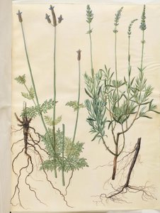Lavandula multifida (aks-lavendel); Lavandula angustifolia (ægte lavendel)   1297446   no       norwegian Successfully Translated  Original: Mode D Translat: Mode D 1334861 no norwegian Successfully Translated Original: Charles de Lagarenne Translat: Charl av Hans Simon Holtzbecker