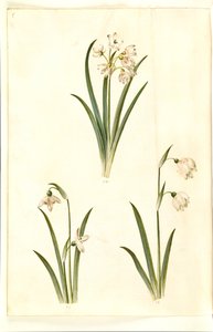 Leucojum aestivum (sommerplomme); Galanthus nivalis (vanlig snøklokke); Leucojum vernum (Dorotea lilje) av Hans Simon Holtzbecker