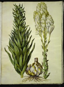 hvit lilje (madonna-lilje) av Hans Simon Holtzbecker