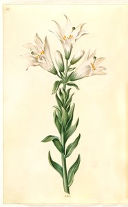 hvit lilje (madonna-lilje) av Hans Simon Holtzbecker