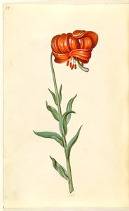 Kalsedonlilje (rød turbanlilje) av Hans Simon Holtzbecker