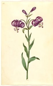 Lilium martagon (kranslilje) av Hans Simon Holtzbecker