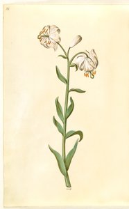 Lilium martagon (kranslilje) av Hans Simon Holtzbecker