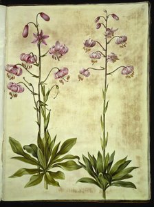 Lilium martagon (kranslilje) av Hans Simon Holtzbecker