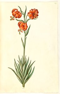 Pompon lilje (pompon-lilje) av Hans Simon Holtzbecker
