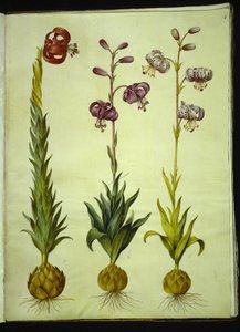 Lily pomponium (pompon-lilje); Martagon lilje (krans-lilje) av Hans Simon Holtzbecker