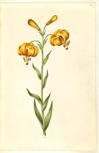 Lilium pyrenaicum (pyreneisk lilje) av Hans Simon Holtzbecker