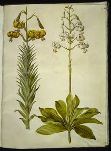 Lilium pyrenaicum (pyreneerlilje); Lilium martagon (kranslilje) av Hans Simon Holtzbecker