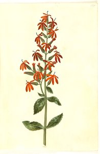 Lobelia cardinalis (kardinal lobelie)