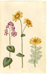 Måneårlig (judaspenge); Doronicum pardalianches (hjertebladet gemserod); Vernal Adonis (vår-adonis) av Hans Simon Holtzbecker