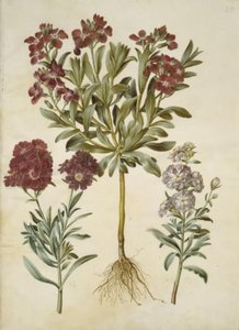 Matthiola incana (vinter-levkøy) av Hans Simon Holtzbecker