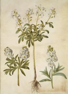 Matthiola incana (vinter-levkøy) av Hans Simon Holtzbecker