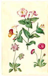 Mirabilis jalapa (mirakelblomst); Bellis perennis (vanlig tusenfryd) av Hans Simon Holtzbecker