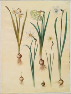 Narcissus ×mediluteus (toblomstret narcissus); Narcissus pseudonarcissus; Narcissus (narcissus); Poetisk narcissus (pinselilje); Narcissus × tynnere av Hans Simon Holtzbecker