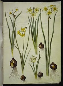 Poetisk narcissus (pinselilje); Narcissus triandrus (orkide-narcissus); Narcissus ×mediluteus (toblomstret narcissus) av Hans Simon Holtzbecker