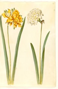 Narcissus pseudonarcissus (påskelilje) av Hans Simon Holtzbecker