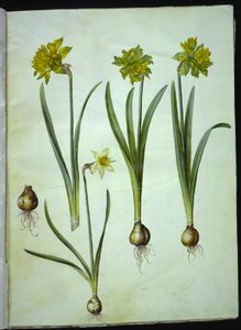 Narcissus pseudonarcissus; Narcissus? × uforlignelig (har narsissist) av Hans Simon Holtzbecker