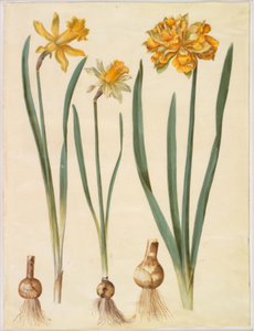 Narcissus pseudonarcissus major (stor påskelilje); Narcissus pseudonarcissus bicolor (tofarget påskelilje); Narcissus pseudonarcissus av Hans Simon Holtzbecker