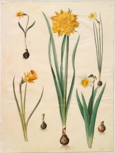Narcissus pseudonarcissus minor; Narcissus pseudonarcissus (påskelilje); Narcissus ×tenuior; Narcissus bulbocodium (crinolin narcissus); Narcissus pseudonarcissus bicolor (tofarget påskelilje) av Hans Simon Holtzbecker