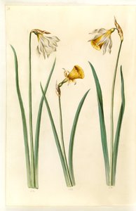 Narcissus pseudonarcissus moschatus (musk-narcissus); Narcissus bulbocodium (crinolin-narcissus); Narcissus pseudonarcissus (påskelilje) av Hans Simon Holtzbecker
