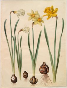 Narcissus pseudonarcissus moschatus (musk-narcissus); Narcissus ×mediluteus (toblomstret narcissus); Narcissus pseudonarcissus major (stor påskelilje) av Hans Simon Holtzbecker