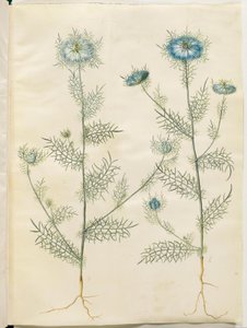 Nigella damascena (jomfru i det grønne) av Hans Simon Holtzbecker