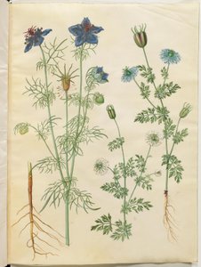 Nigella hispanica (djevelen i bushen); Nigella sativa (svart spisskummen) av Hans Simon Holtzbecker