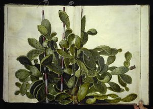 Opuntia ficus-indica, Opuntia humifusa eller Opuntia monacantha (art af figenkaktus) av Hans Simon Holtzbecker